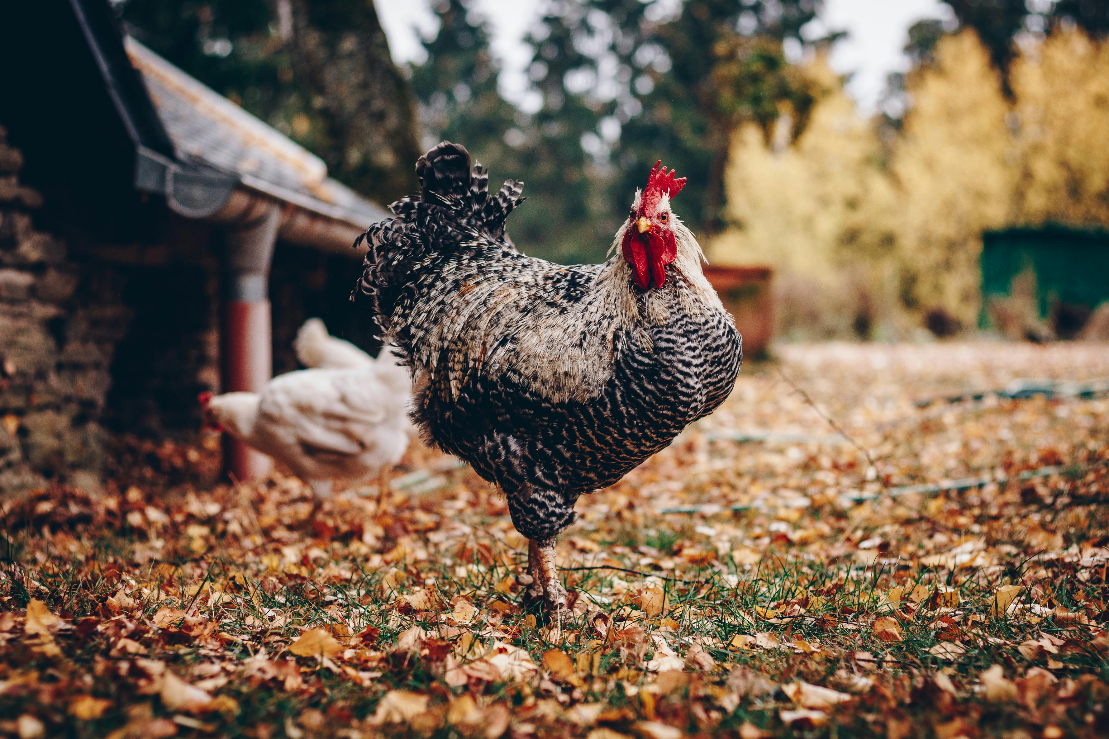 Surto de influenza aviária atinge gado leiteiro nos Estados Unidos